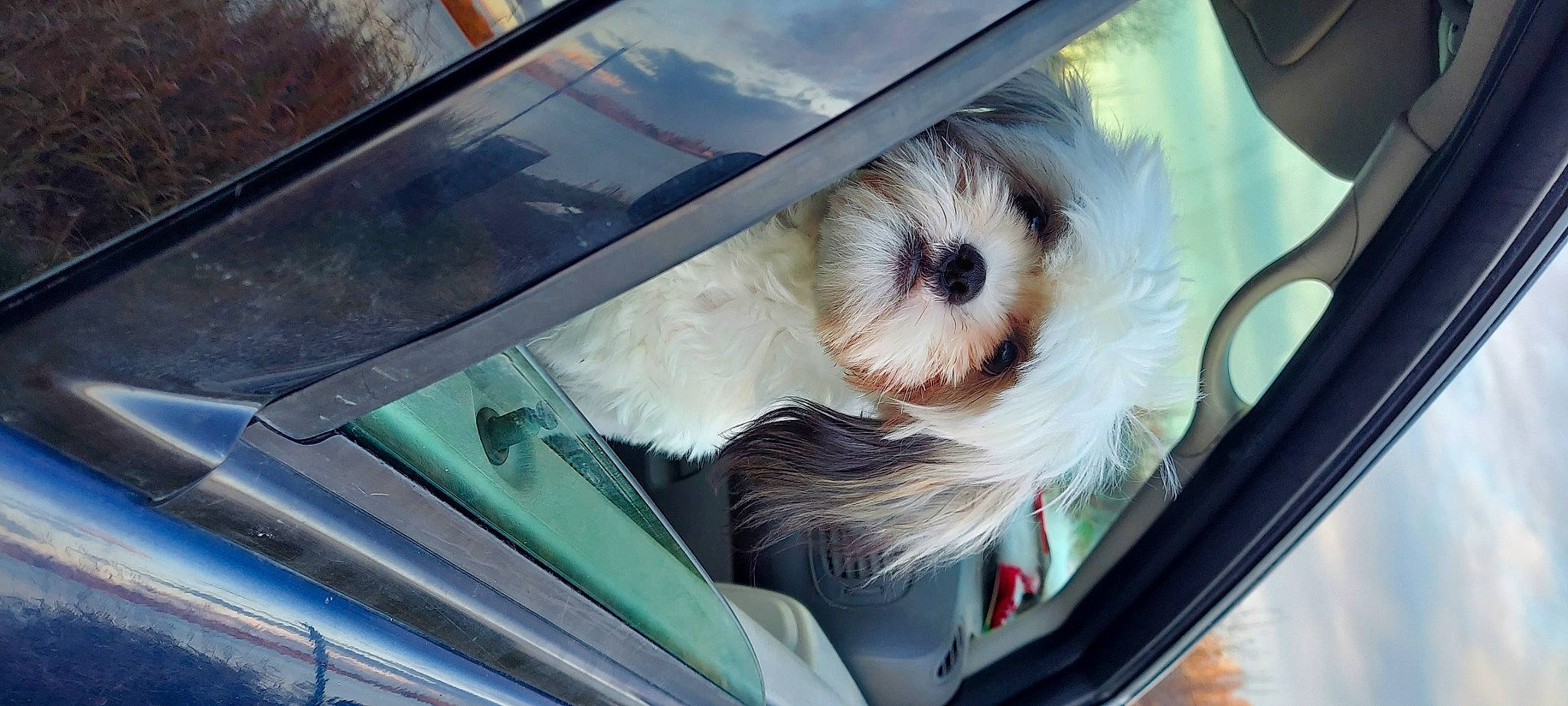 Bailee joined the competition — help win amazing prizes! auto_part, automotive_exterior, car, car_seat, car_seat_cover, carnivore, companion_dog, dog, dog_breed, family_car, hood, motor_vehicle, seat_belt, snout, toy_dog, trunk, vehicle, vehicle_door, windscreen_wiper, windshield