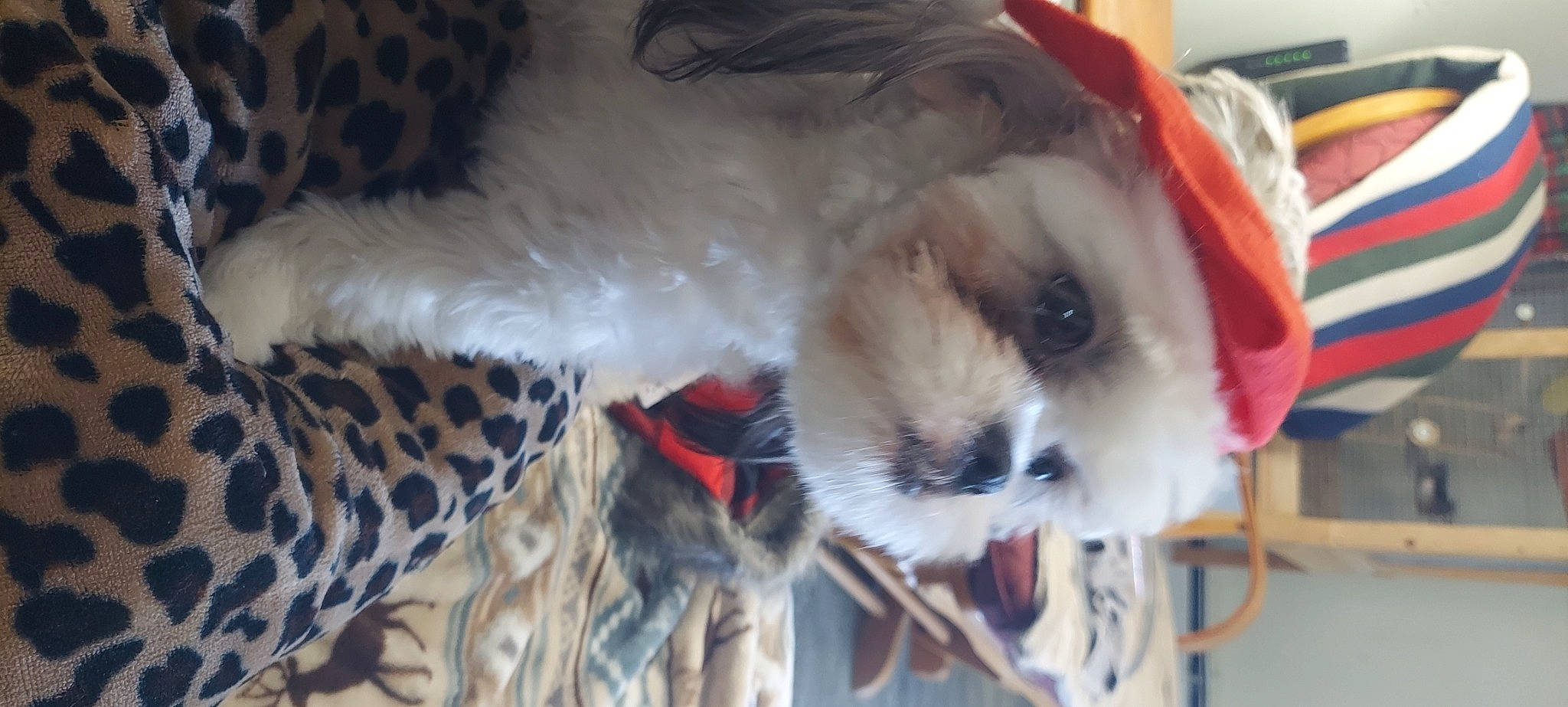 Bailee is registered to the contest to win money with this photo: canidae, carnivore, christmas, companion_dog, dog_breed, dog_clothes, dog_supply, fawn, felidae, fur, hat, plush, small_terrier, small_to_medium_sized_cats, snout, stuffed_toy, tail, toy, toy_dog, whiskers