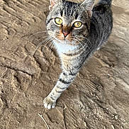 Prissy joined the competition — help win amazing prizes! cat, tabby_cat, yellow_eyes, whiskers, fur, walking, outdoor, dirt_ground, animal, pet, curious, close_up, stripes, tail, mammal, feline, nature, daylight, ground_texture, alert