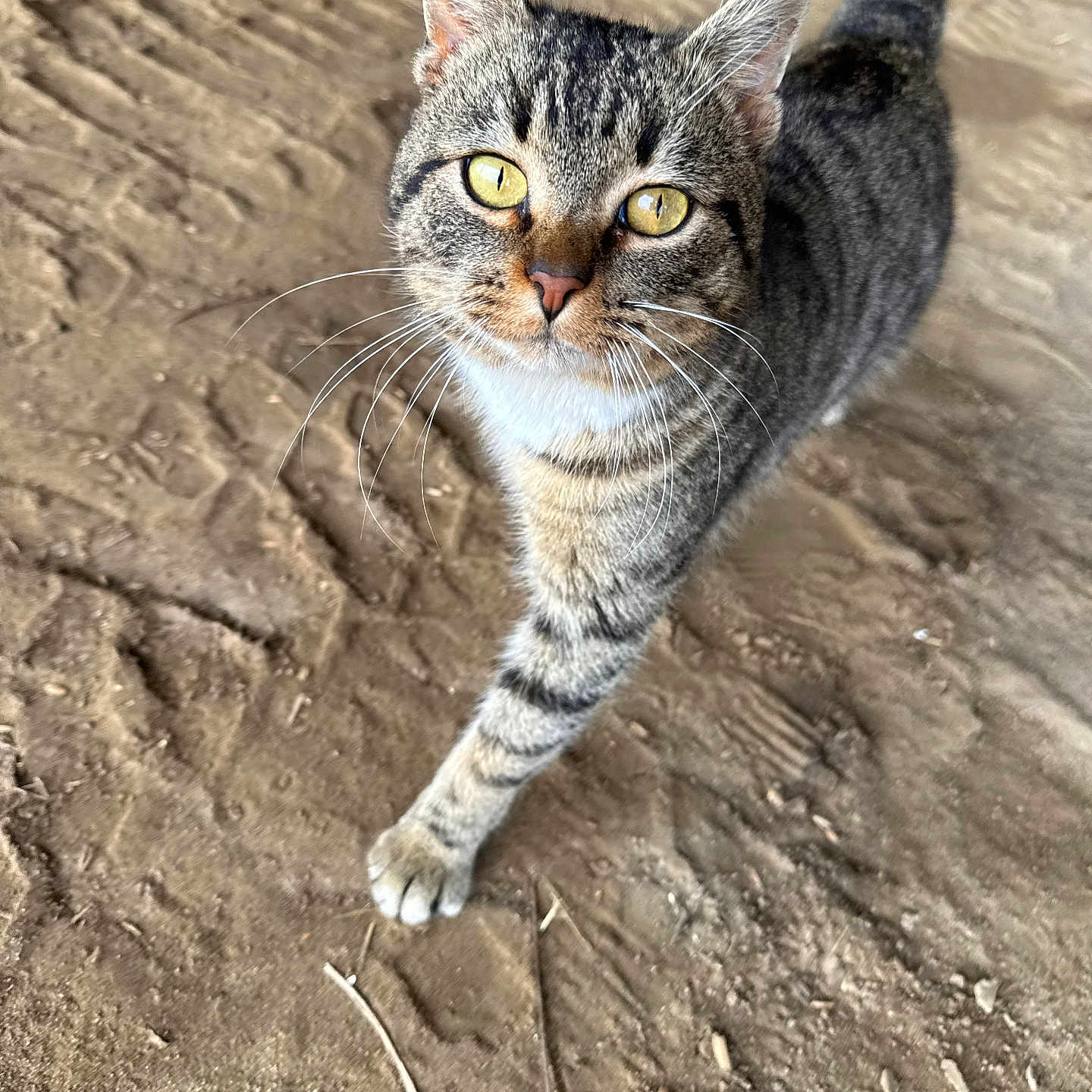 Prissy joined the competition — help win amazing prizes! cat, tabby_cat, yellow_eyes, whiskers, fur, walking, outdoor, dirt_ground, animal, pet, curious, close_up, stripes, tail, mammal, feline, nature, daylight, ground_texture, alert