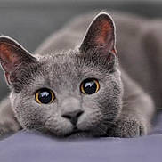 Peggy joined the competition — help win amazing prizes! cat, gray_cat, close_up, pet, animal, feline, lying_down, curious_eyes, whiskers, ears, face, fur, cute, indoor, domestic_animal, portrait, resting, looking, soft, adorable