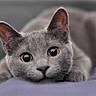 adorable, animal, cat, close_up, curious_eyes, cute, domestic_animal, ears, face, feline, fur, gray_cat, indoor, looking, lying_down, pet, portrait, resting, soft, whiskers