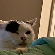 Patsy is registered to the contest to win money with this photo: cat, white_cat, black_patch, pet, sleepy, indoor, blanket, cozy, fur, whiskers, ear, nose, paw, resting, closeup, animal, cute, feline, relaxed, home
