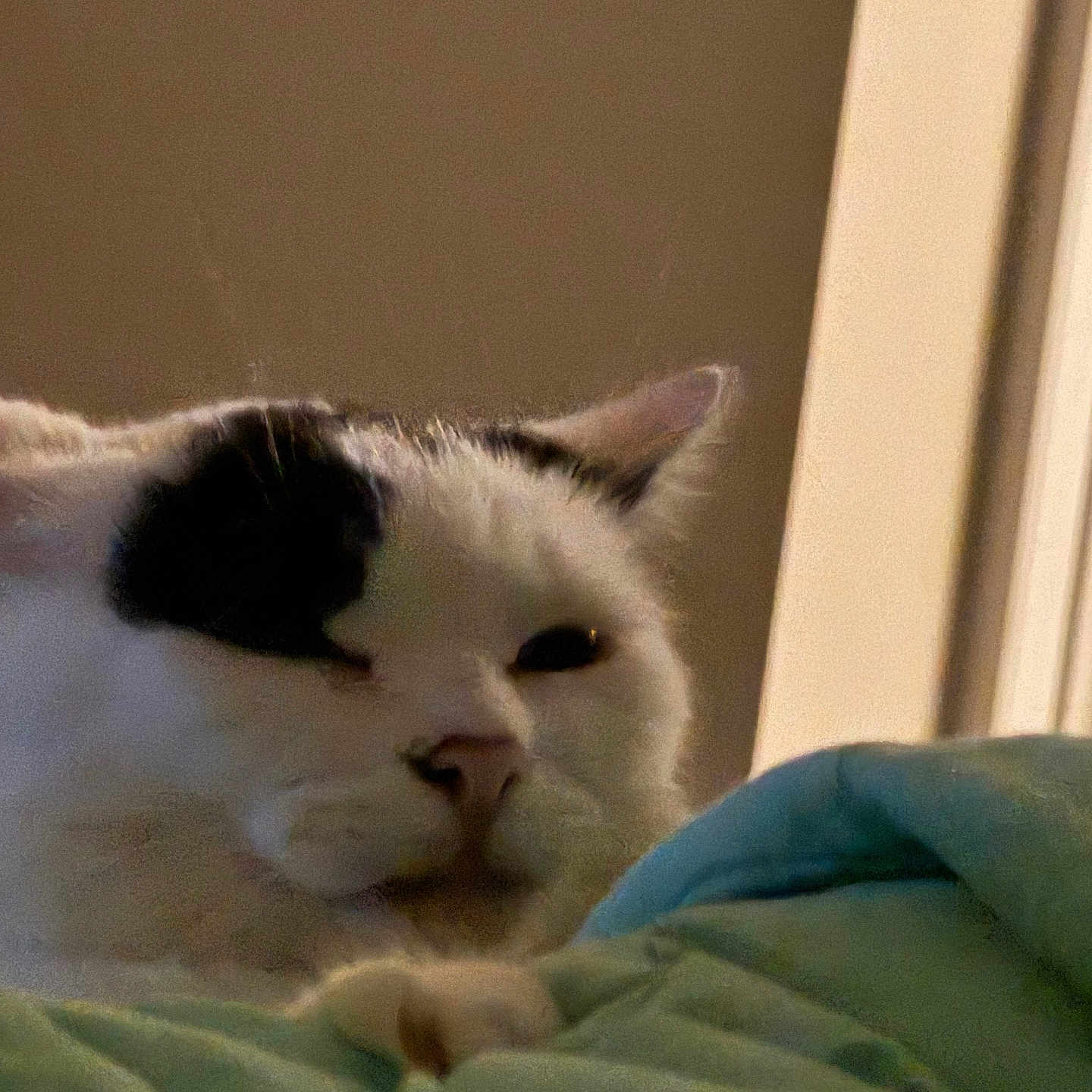 Patsy
