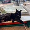 Luna joined the competition — help win amazing prizes! cat, black_cat, yellow_eyes, windowsill, window, indoor, lounging, pet, animal, fur, paw, urban, car, tree, sidewalk, parking_lot, glass, relaxing, domestic_cat, feline