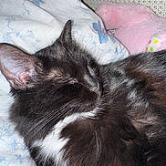 Luna joined the competition — help win amazing prizes! cat, black_and_white, sleeping, floral_blanket, plush_toy, pink, cozy, pet, fur, whiskers, indoor, close_up, resting, cute, domestic_animal, feline, soft, relaxation, comfort, nap