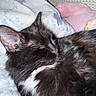 cat, black_and_white, sleeping, floral_blanket, plush_toy, pink, cozy, pet, fur, whiskers, indoor, close_up, resting, cute, domestic_animal, feline, soft, relaxation, comfort, nap
