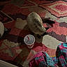 cat, siamese_cat, drink_cup, carpet, rug, patterned_rug, towel, colorful, indoor, floor, pet, animal, curious, food_container, tableware, soft_texture, domestic, home, cozy, shadow