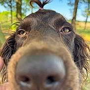 Miller joined the competition — help win amazing prizes! dog, close_up, nose, brown_fur, tuft_of_hair, hair_tie, outdoor, trees, blue_sky, nature, animal, pet, canine, snout, ears, fur, portrait, daylight, whiskers, curly_hair