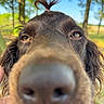 animal, blue_sky, brown_fur, canine, close_up, curly_hair, daylight, dog, ears, fur, hair_tie, nature, nose, outdoor, pet, portrait, snout, trees, tuft_of_hair, whiskers