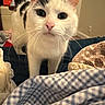 Dottie is registered to the contest to win money with this photo: bed, bedroom, black_spots, blanket, blue_checkered, cat, close_up, cozy, curious, domestic_animal, ears, feline, fur, home, indoor, pet, soft_texture, tail, whiskers, white_cat