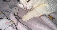 Dottie is registered to the contest to win money with this photo: animal, black_markings, blanket, cat, closeup, comfort, cozy, cute, domestic_animal, fur, indoor, mammal, paw, pet, relaxing, resting, sleepy, soft_texture, warm, white_cat