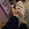 Dottie joined the competition — help win amazing prizes! affection, animal, black_spots, carpet, casual, cat, chin_scratch, closeup, clutter, cozy, domestic, feline, floor, hand, indoor, person, pet, purple_drawer, storage_drawer, white_cat