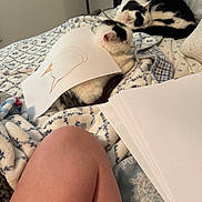Dottie is registered to the contest to win money with this photo: bed, black_and_white_cat, blanket, cat, close_up, cozy, domestic_animal, drawing, feline, fur, home, indoor, paper, patterned_blanket, person_knee, relaxation, resting, sleeping_cat, stack_of_paper, white_paper