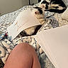 bed, black_and_white_cat, blanket, cat, close_up, cozy, domestic_animal, drawing, feline, fur, home, indoor, paper, patterned_blanket, person_knee, relaxation, resting, sleeping_cat, stack_of_paper, white_paper