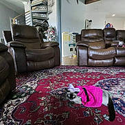 Simon joined the competition — help win amazing prizes! animal, bow, cat, cozy, cute, decor, domestic, floor, furniture, home, indoor, leather_chair, living_room, ornate, patterned_rug, pet, pink_dress, relaxing, rug, spiral_staircase