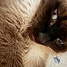 Simon joined the competition — help win amazing prizes! animal, blue_eyes, brown_fur, cat, close_up, cream_fur, cute, domestic_cat, feline, fluffy_fur, fur_detail, indoor, pet, pink_tongue, portrait, relaxing, resting, sleepy, soft_texture, whiskers