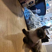 Simon is registered to the contest to win money with this photo: cat, siamese_cat, pet, floor, wooden_floor, plastic_packaging, box, indoor, curious, animal, feline, home, person, furniture, shadow, light, room, hand, reaching, background