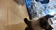 Simon is registered to the contest to win money with this photo: animal, background, box, cat, curious, feline, floor, furniture, hand, home, indoor, light, person, pet, plastic_packaging, reaching, room, shadow, siamese_cat, wooden_floor