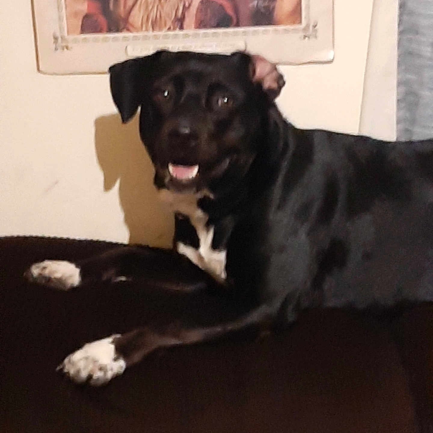 Luna is registered to the contest to win money with this photo: animal, ball, boxer, bulldog, canine, couch, dog, face, furniture, head, hound, indoors, labradorretriever, person, pet, photography, puppy, sport, tennis, tennisball