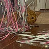 Tigger is registered to the contest to win money with this photo: cat, orange_cat, streamers, party_decorations, curtain, wooden_floor, indoor, playful, peeking, animal, pet, feline, decor, colorful, celebration, shiny, curious, floor, closeup, hiding