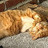 Tigger is registered to the contest to win money with this photo: cat, orange_tabby, sleeping, carpet, cardboard_scratch_pad, brick_wall, indoor, pet, feline, whiskers, paw, fur, cute, resting, relaxed, animal, domestic_animal, mammal, cozy, adorable