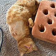 Tigger is registered to the contest to win money with this photo: cat, ginger_cat, carpet, cushion, pet, indoor, relaxed, lying_down, shaved_patch, feline, whiskers, orange_fur, paw, mouth_open, cozy, home, floor, soft_texture, resting, cute