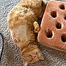 cat, ginger_cat, carpet, cushion, pet, indoor, relaxed, lying_down, shaved_patch, feline, whiskers, orange_fur, paw, mouth_open, cozy, home, floor, soft_texture, resting, cute