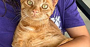 Tigger joined the competition — help win amazing prizes! cat, orange_tabby, pet, animal, close_up, green_eyes, fur, whiskers, person, purple_shirt, holding, indoor, cute, curious, domestic_cat, portrait, mammal, feline, companion, friendly