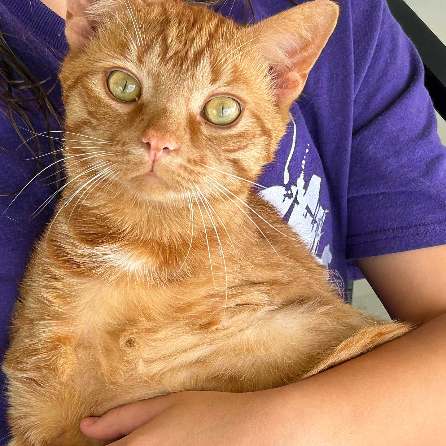 Tigger joined the competition — help win amazing prizes! cat, orange_tabby, pet, animal, close_up, green_eyes, fur, whiskers, person, purple_shirt, holding, indoor, cute, curious, domestic_cat, portrait, mammal, feline, companion, friendly