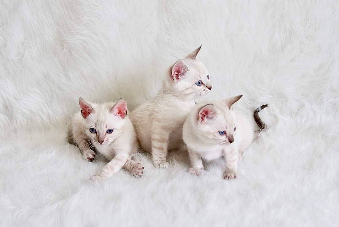 Sophie joined the competition — help win amazing prizes! carnivore, cat, comfort, felidae, fur, paw, small_to_medium_sized_cats, snout, tail, whiskers