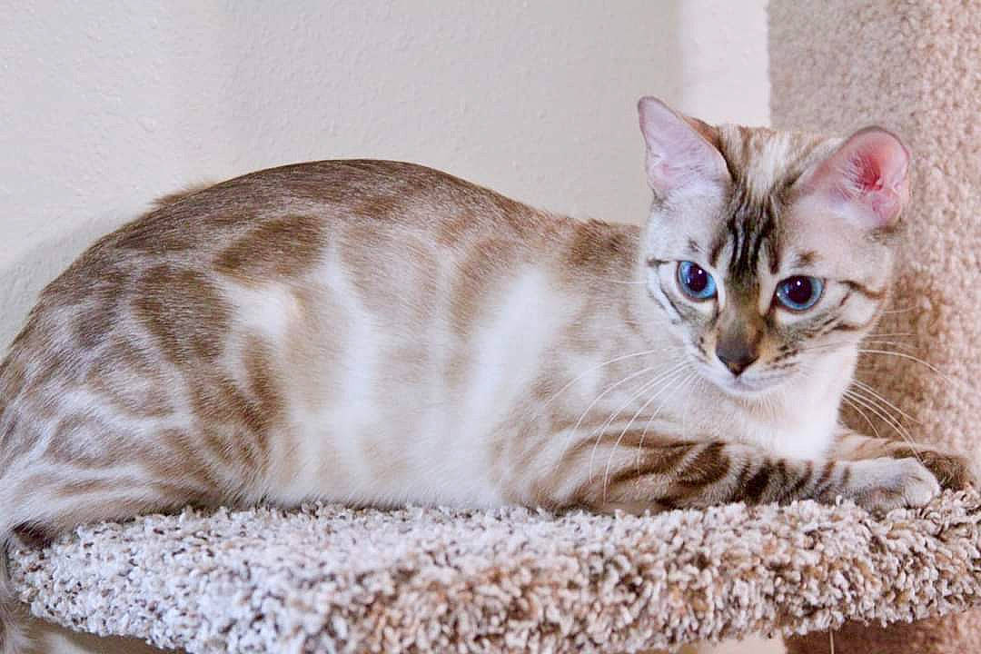 Sophie is registered to the contest to win money with this photo: carnivore, cat, cat_supply, comfort, domestic_short_haired_cat, fawn, felidae, fur, paw, pet_supply, small_to_medium_sized_cats, snout, tail, terrestrial_animal, whiskers