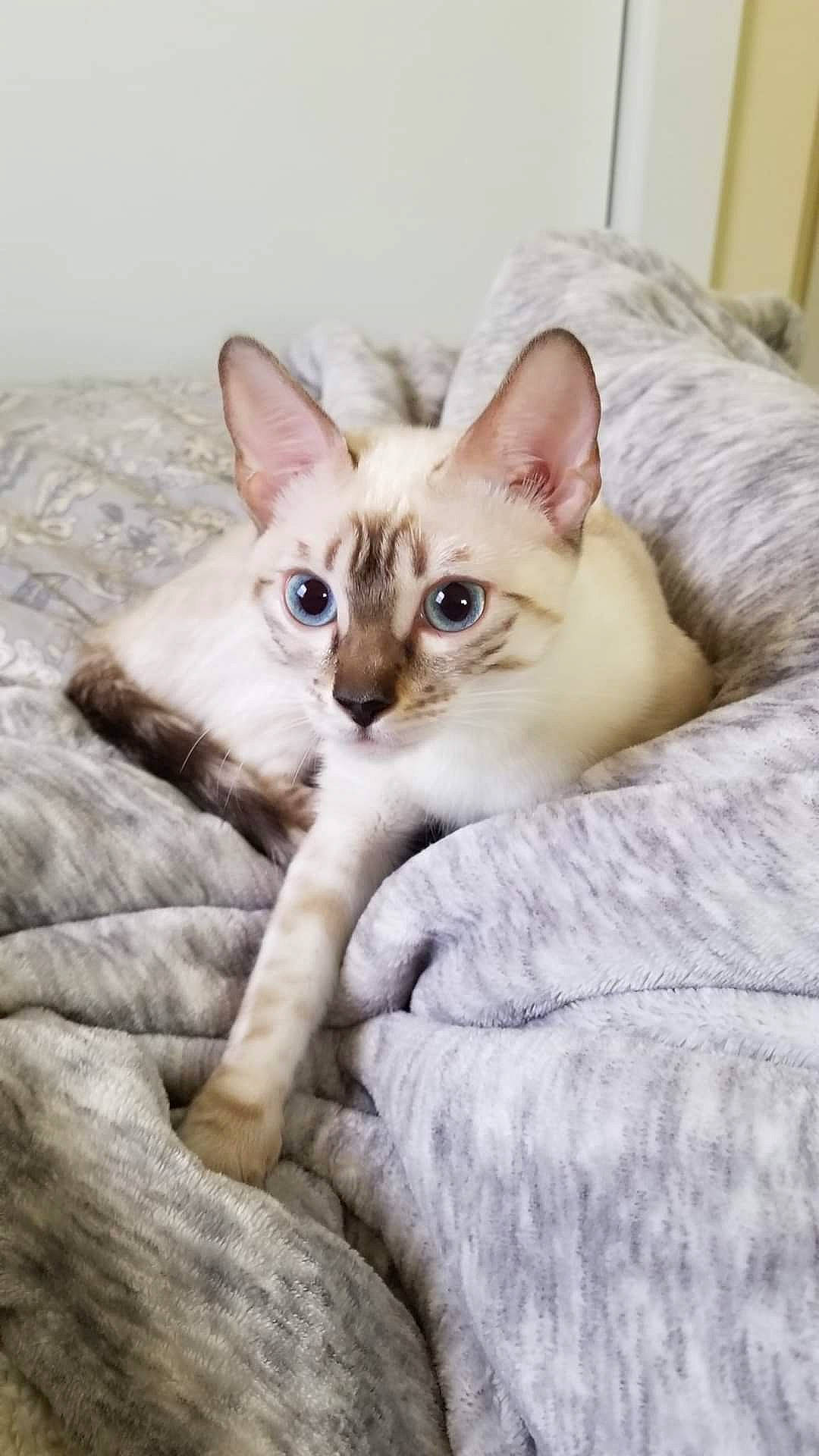 Sophie joined the competition — help win amazing prizes! carnivore, cat, comfort, domestic_short_haired_cat, fawn, felidae, fur, paw, small_to_medium_sized_cats, snout, tail, terrestrial_animal, whiskers