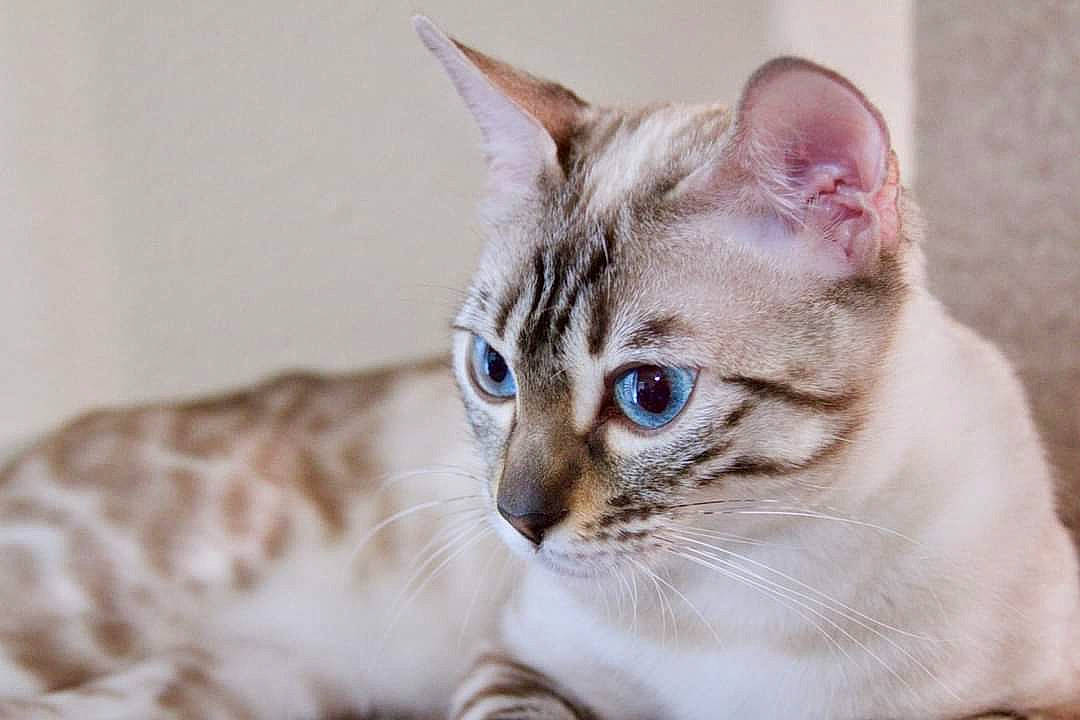 Sophie joined the competition — help win amazing prizes! carnivore, cat, collar, comfort, domestic_short_haired_cat, fawn, felidae, fur, paw, pet_supply, small_to_medium_sized_cats, snout, terrestrial_animal, whiskers, wildlife, window