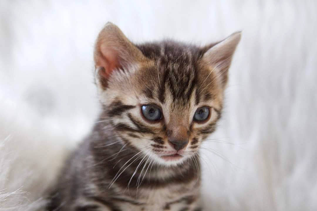 Olive joined the competition — help win amazing prizes! art, carnivore, cat, close_up, domestic_short_haired_cat, felidae, fur, small_to_medium_sized_cats, snout, terrestrial_animal, whiskers, wildlife, window