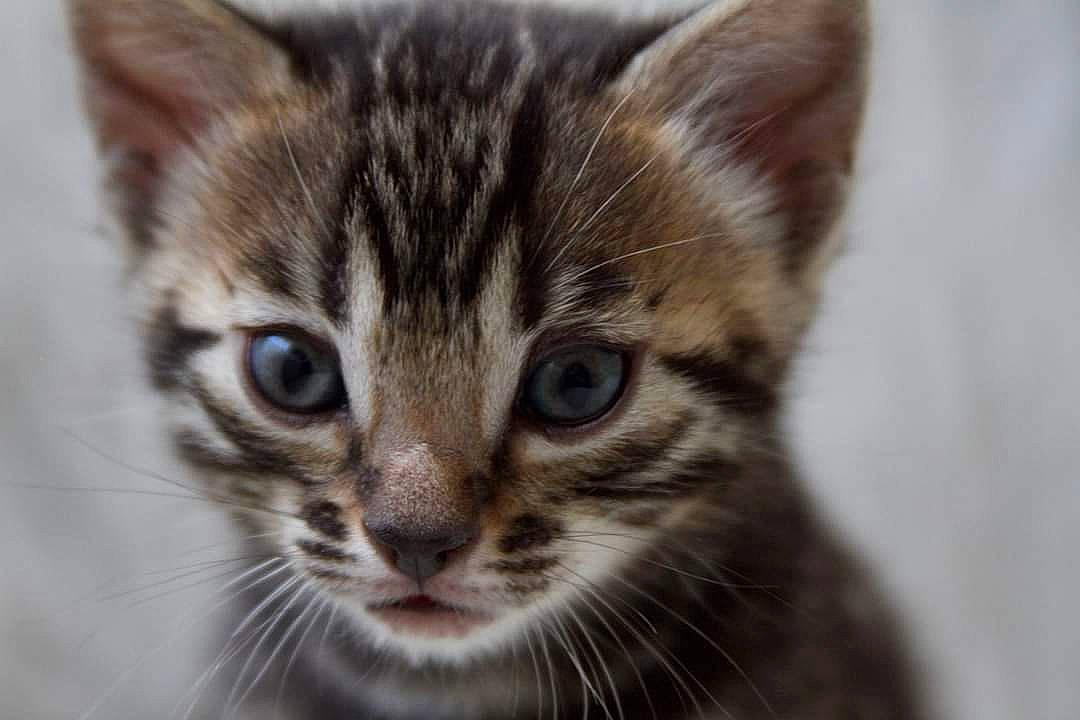 Olive is registered to the contest to win money with this photo: carnivore, cat, close_up, domestic_short_haired_cat, door, eye, felidae, fur, hair, head, iris, small_to_medium_sized_cats, snout, terrestrial_animal, whiskers, wildlife