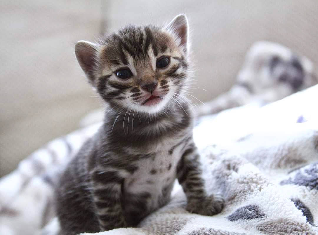 Olive joined the competition — help win amazing prizes! carnivore, cat, claw, domestic_short_haired_cat, eye, felidae, fur, paw, small_to_medium_sized_cats, snout, snow, terrestrial_animal, whiskers, wildlife