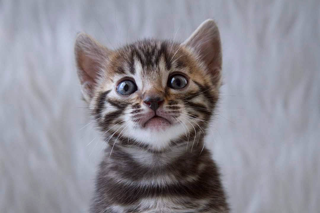 Olive is registered to the contest to win money with this photo: carnivore, cat, claw, domestic_short_haired_cat, fawn, felidae, fur, paw, small_to_medium_sized_cats, terrestrial_animal, whiskers, wildlife