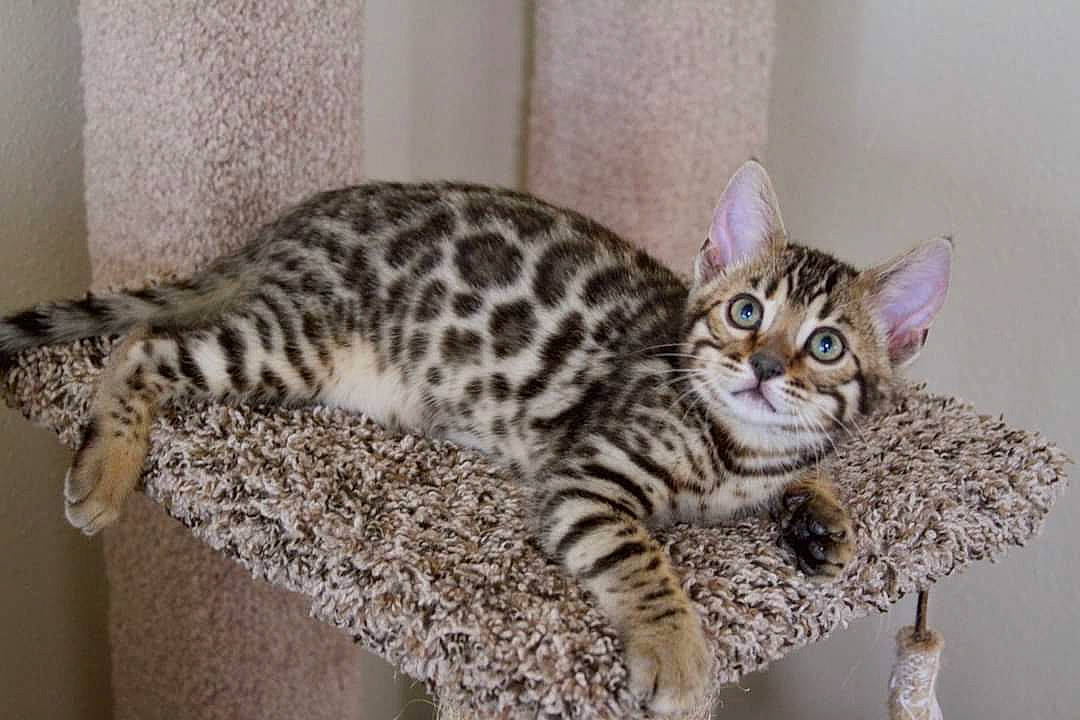 Rae is registered to the contest to win money with this photo: carnivore, cat, cat_supply, domestic_short_haired_cat, felidae, fur, small_to_medium_sized_cats, snout, tail, terrestrial_animal, whiskers, wildlife