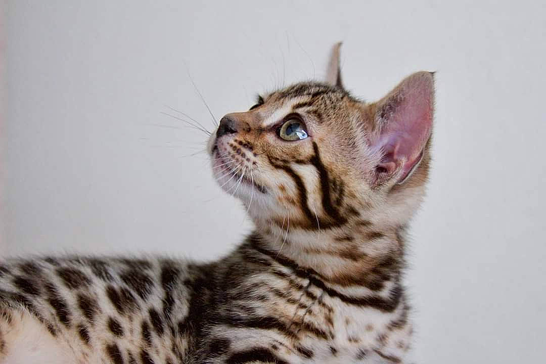 Rae joined the competition — help win amazing prizes! carnivore, cat, domestic_short_haired_cat, eye, felidae, fur, head, small_to_medium_sized_cats, snout, terrestrial_animal, whiskers, wildlife