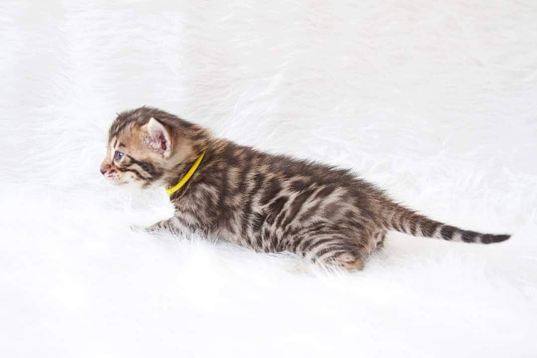 Rae is registered to the contest to win money with this photo: carnivore, cat, claw, domestic_short_haired_cat, felidae, fur, paw, small_to_medium_sized_cats, tail, terrestrial_animal, whiskers