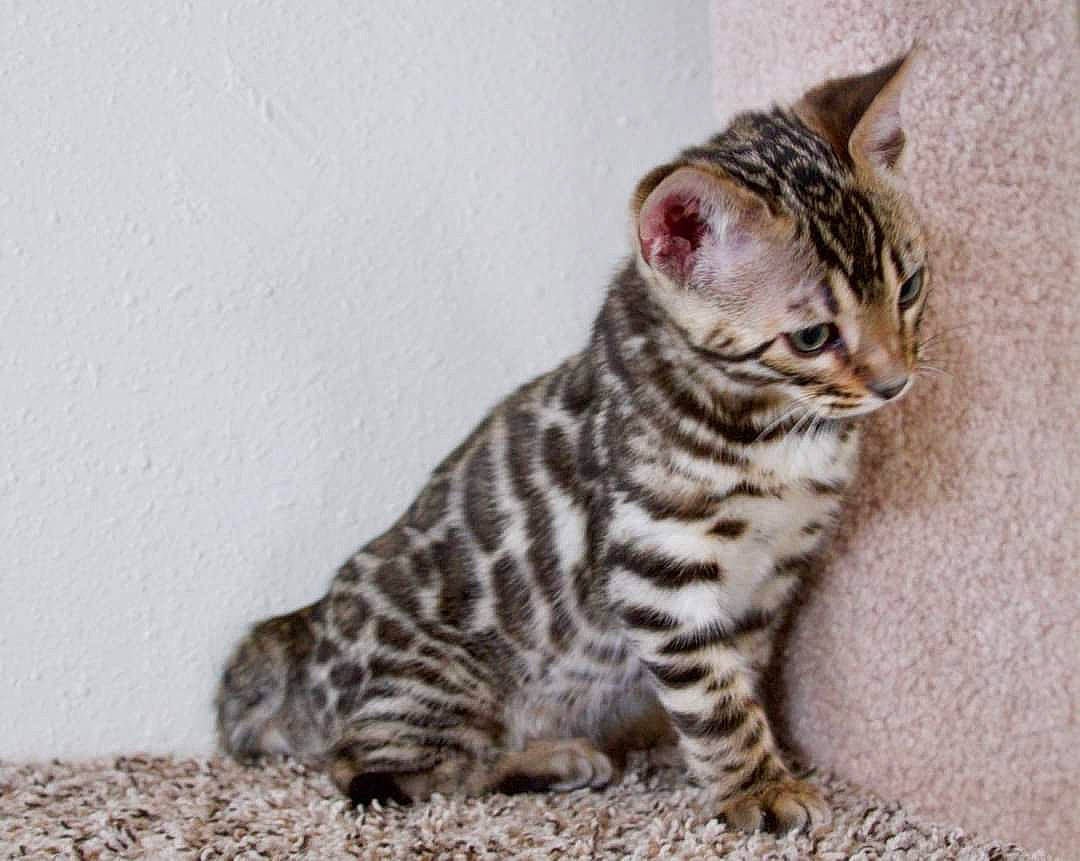 Rae is registered to the contest to win money with this photo: art, carnivore, cat, eye, felidae, fur, painting, paw, small_to_medium_sized_cats, snout, tail, terrestrial_animal, whiskers, wildlife