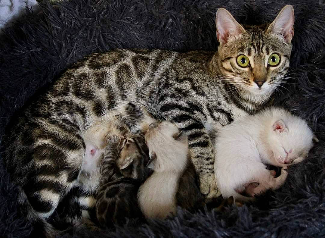 Pepper is registered to the contest to win money with this photo: carnivore, cat, claw, domestic_short_haired_cat, felidae, fur, paw, small_to_medium_sized_cats, snout, terrestrial_animal, whiskers, wildlife