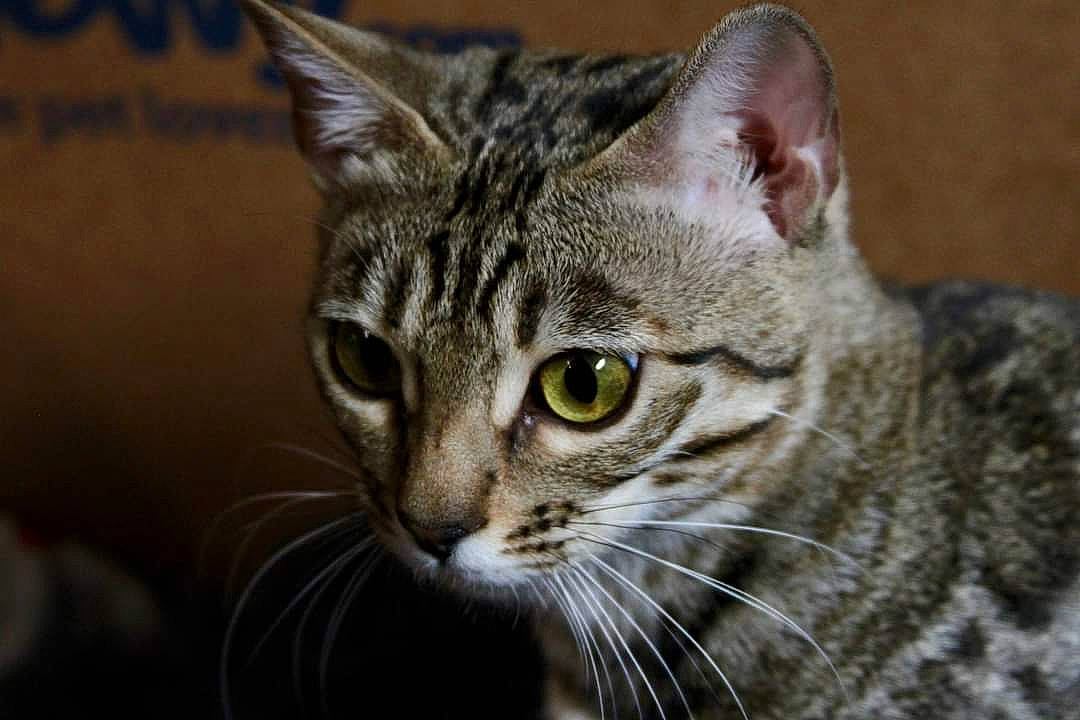 Pepper is registered to the contest to win money with this photo: carnivore, cat, domestic_short_haired_cat, felidae, fur, iris, small_to_medium_sized_cats, snout, terrestrial_animal, whiskers, wildlife