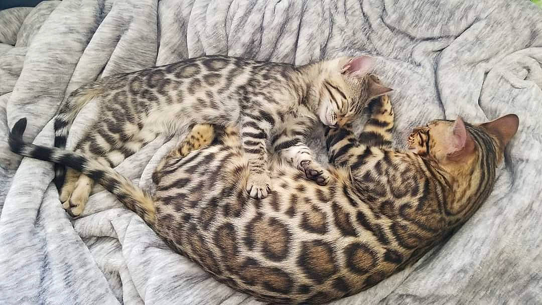 Pepper joined the competition — help win amazing prizes! carnivore, cat, cat_bed, cat_supply, comfort, domestic_short_haired_cat, fawn, felidae, fur, mammal, nap, pattern, sleep, small_to_medium_sized_cats, snout, tail, terrestrial_animal, vertebrate, whiskers, wildlife