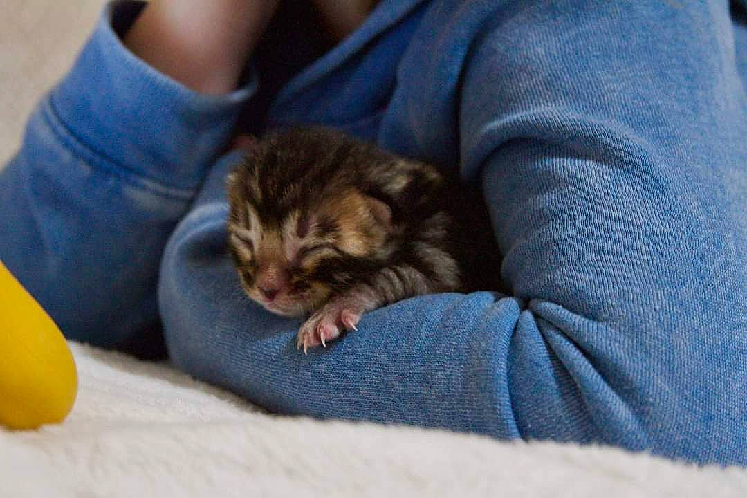 Atticus joined the competition — help win amazing prizes! carnivore, cat, citric_acid, citrus, claw, comfort, domestic_short_haired_cat, fawn, felidae, fruit, fur, lemon, meyer_lemon, orange, paw, saba_banana, sitting, small_to_medium_sized_cats, sweet_lemon, whiskers