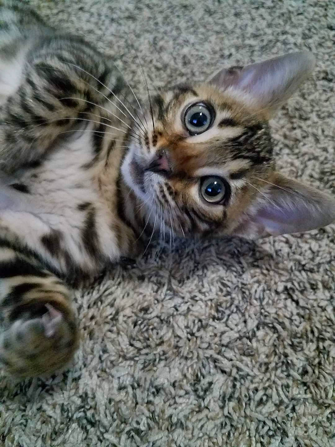 Atticus joined the competition — help win amazing prizes! carnivore, cat, claw, comfort, domestic_short_haired_cat, fawn, felidae, fur, paw, small_to_medium_sized_cats, snout, tail, terrestrial_animal, whiskers, wildlife