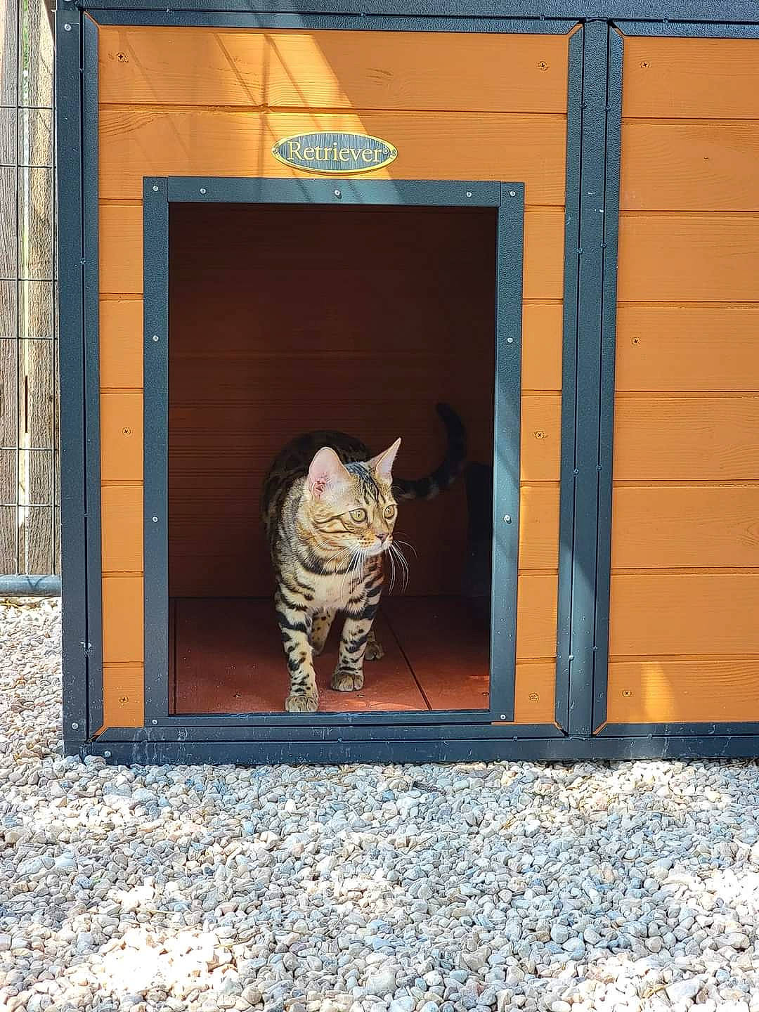 Atticus is registered to the contest to win money with this photo: art, blue, brick, brickwork, carnivore, cat, door, facade, felidae, glass, home_door, rectangle, road_surface, small_to_medium_sized_cats, snout, tail, tints_and_shades, whiskers, window, wood