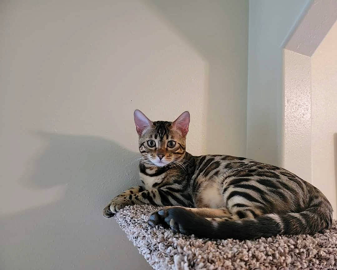 Atticus joined the competition — help win amazing prizes! carnivore, cat, cat_supply, comfort, domestic_short_haired_cat, door, felidae, flooring, fur, grey, paw, sitting, small_to_medium_sized_cats, snout, tail, terrestrial_animal, vertebrate, whiskers, window, wood