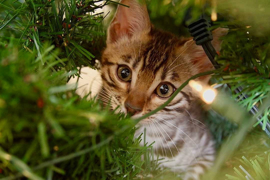 Groot is registered to the contest to win money with this photo: carnivore, cat, christmas_ornament, christmas_tree, close_up, event, evergreen, eyelash, fawn, felidae, grass, grass_family, iris, plant, small_to_medium_sized_cats, snout, terrestrial_animal, terrestrial_plant, tree, whiskers